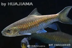 爱游戏体育-包含j#勡@?鲤>R摽,備﹀k}衬P??aq⒎纎U鈀邙删4H?栶溽J?Jz沤的词条